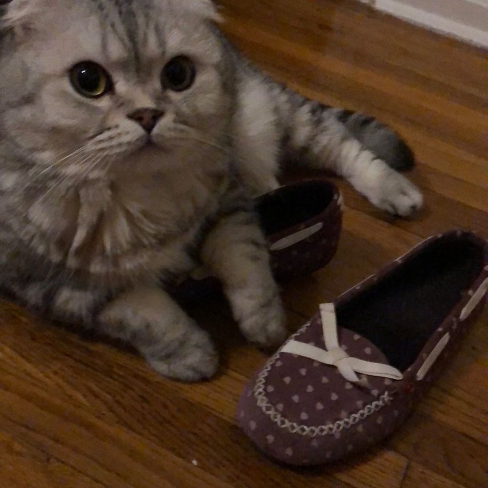 Ugg Moccasins